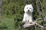 WESTIE 088